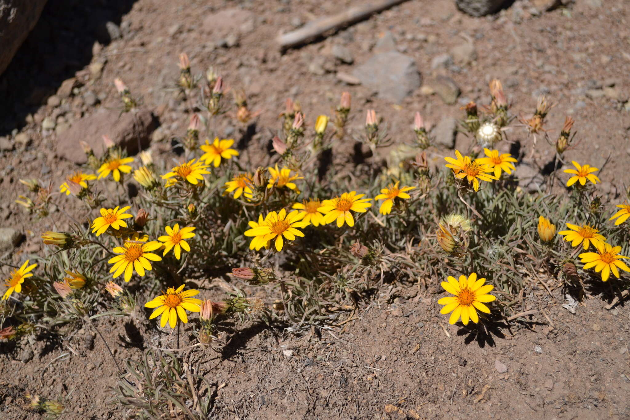 Image of Chaetanthera chilensis (Willd.) DC.