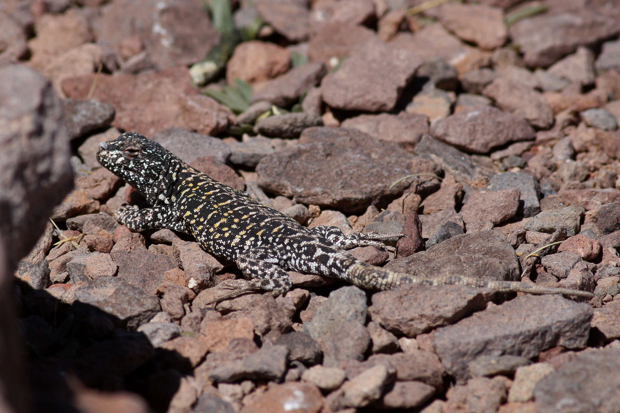 Image of Liolaemus gracielae Abdala, Acosta, Cabrera, Villavicencio & Marinero 2009