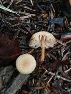 Image of Marasmius torquescens Quél. 1872