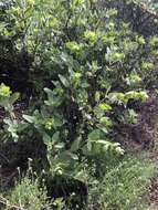 Image of Ross' pitcher sage