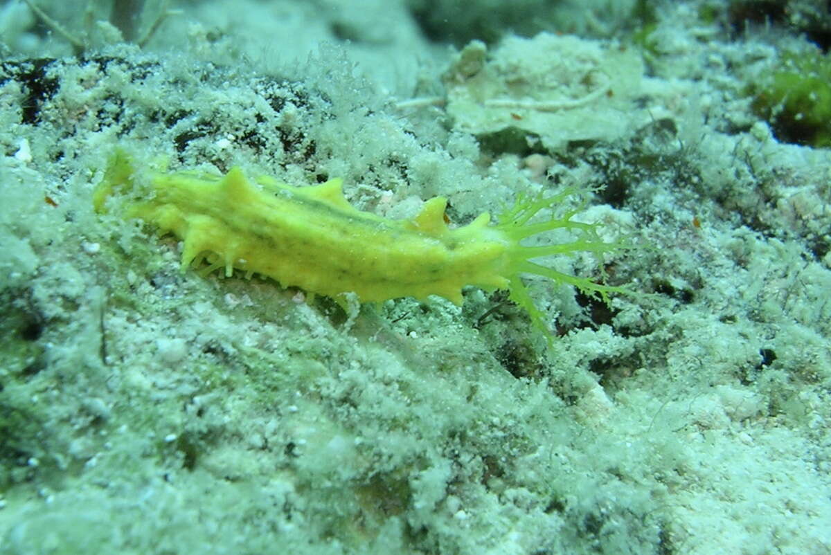 Image of robust sea cucumber