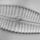 Image of Gomphonema parvulum