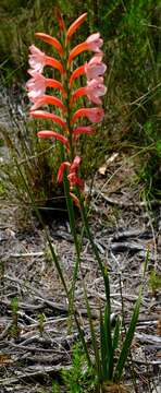 Image of Watsonia distans L. Bolus