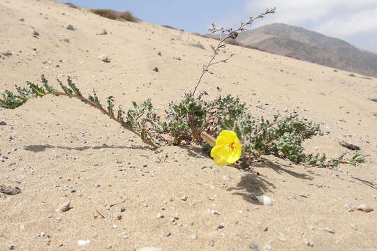 Image of Oenothera coquimbensis C. Gay