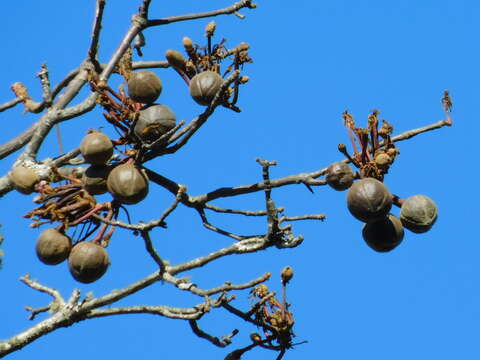 Imagem de Eriotheca roseorum (Cuatrec.) A. Robyns