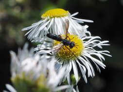 Image of Cylindromyia rufipes (Meigen 1824)