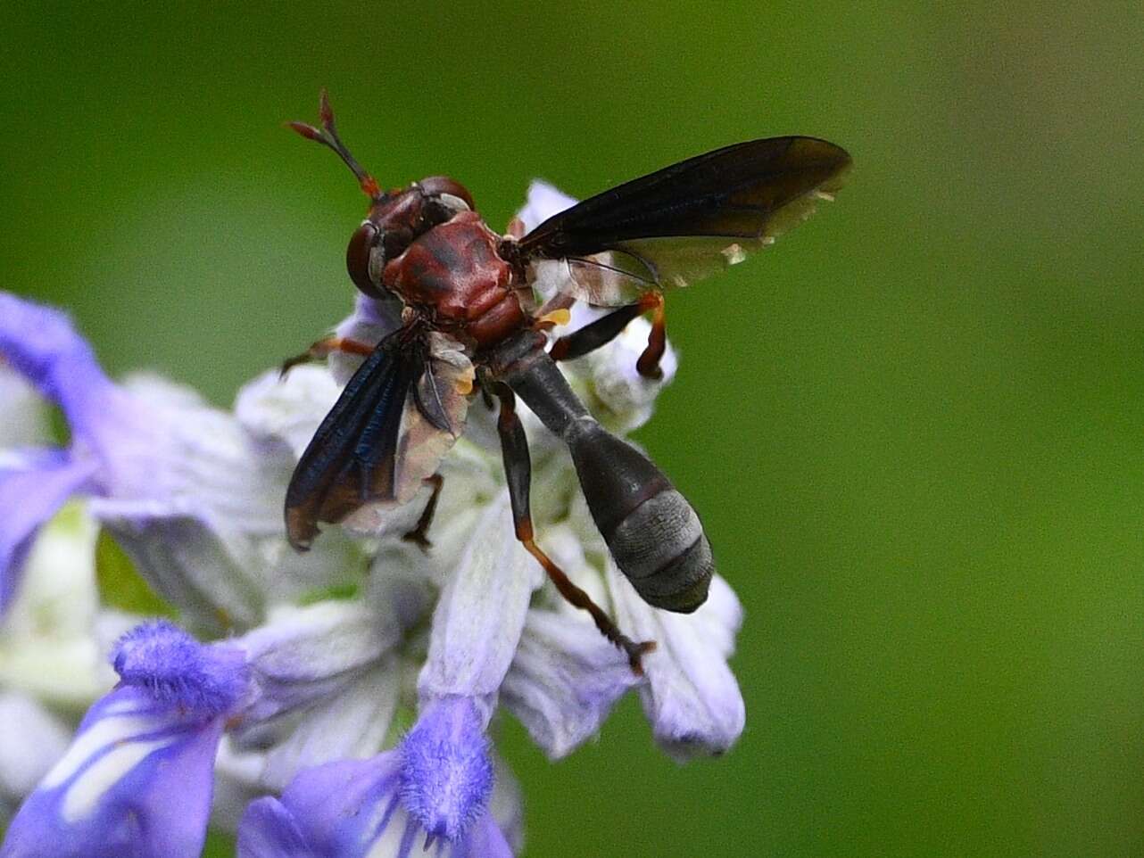 Imagem de Physocephala floridana Camras 1957