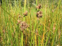 Image of cosmopolitan bulrush