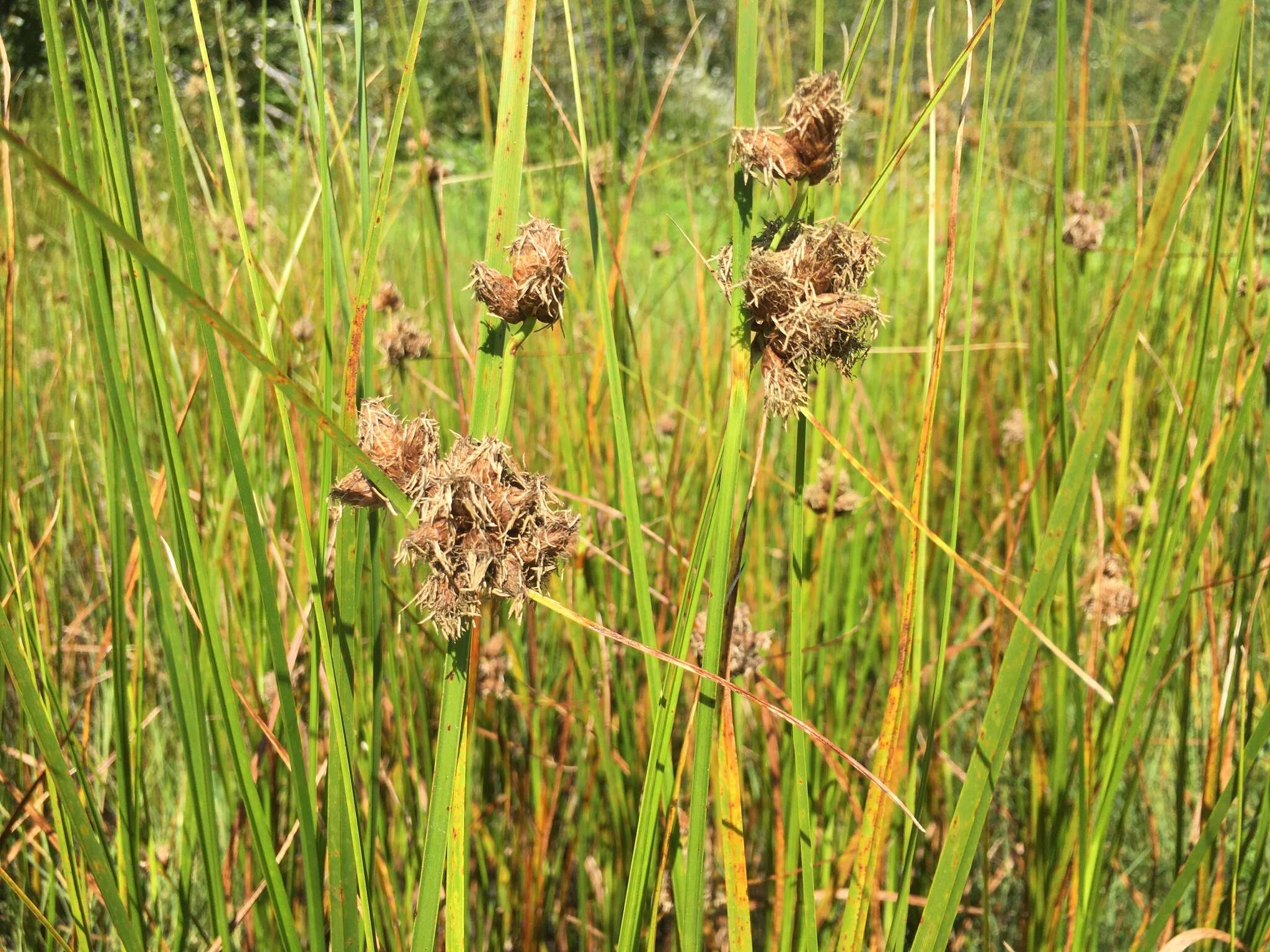 Image of cosmopolitan bulrush