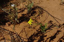 Senecio spanomerus I. Thomps. resmi