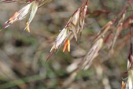 Image of Rytidosperma pallidum (R. Br.) A. M. Humphreys & H. P. Linder