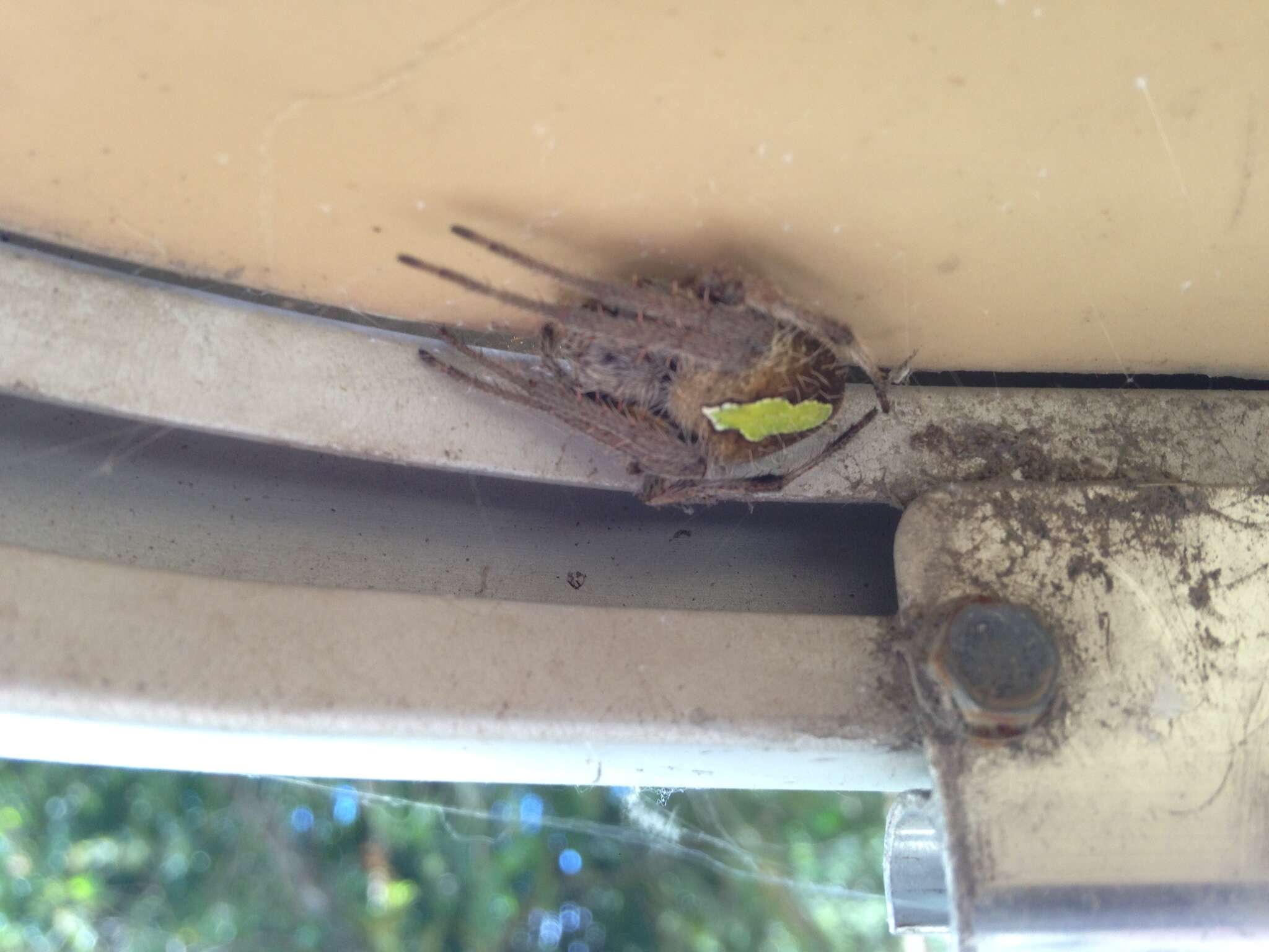 Image of Tropical Orb Weaver