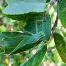 Image of Chaparral Katydid