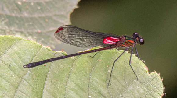 Image of Hetaerina capitalis Selys 1873