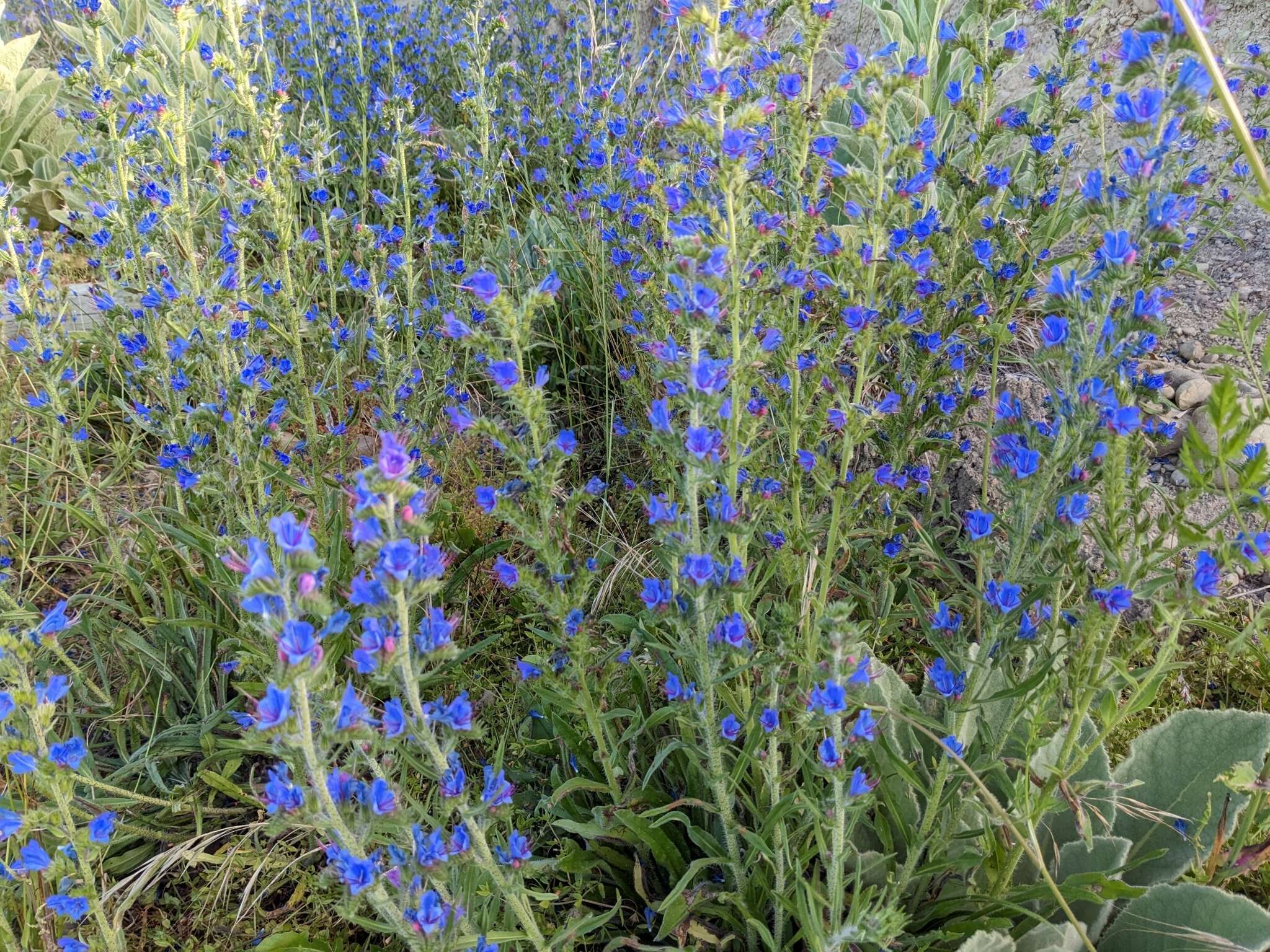 Echium vulgare subsp. vulgare的圖片