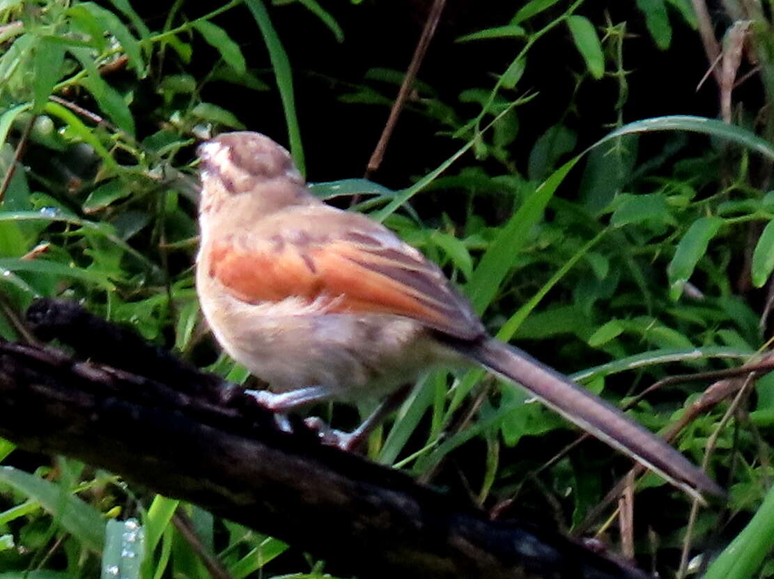 Tchagra australis australis (Smith & A 1836)的圖片