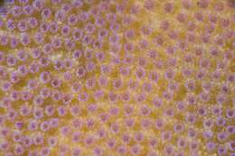 Image of pore coral