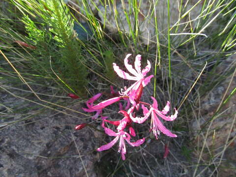 Image of Nerine humilis (Jacq.) Herb.