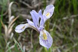 Image of Rocky Mountain iris