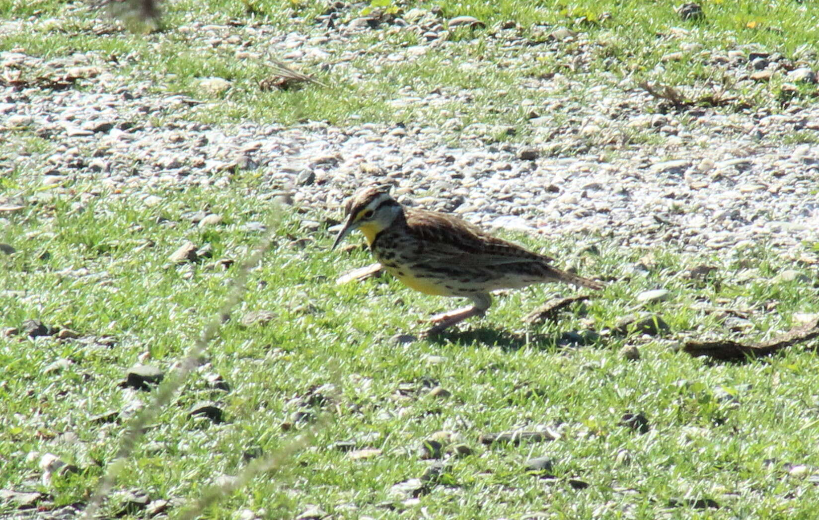 Image of Meadowlark