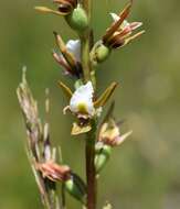 Image of Fragrant leek orchid