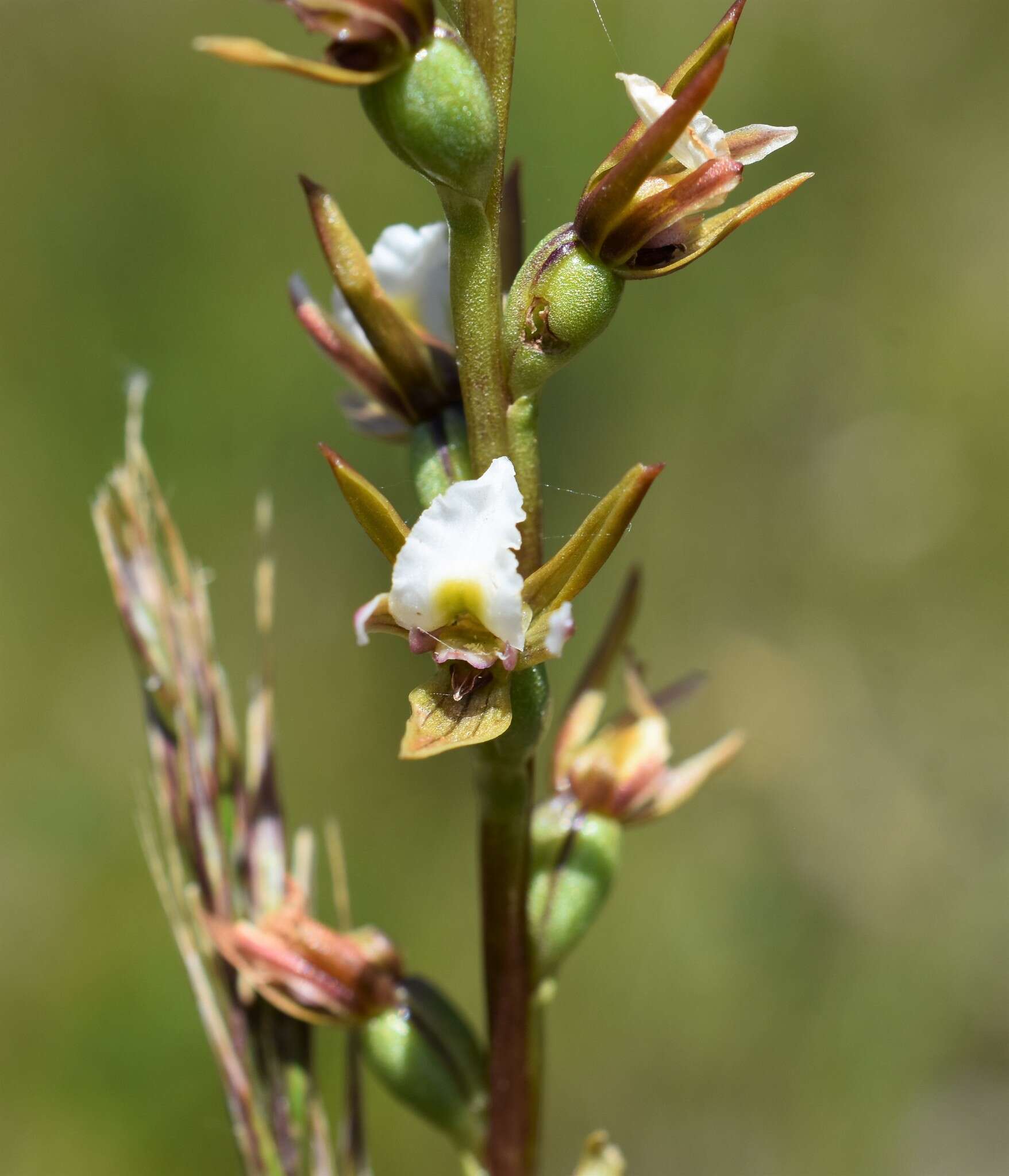 Image of Fragrant leek orchid