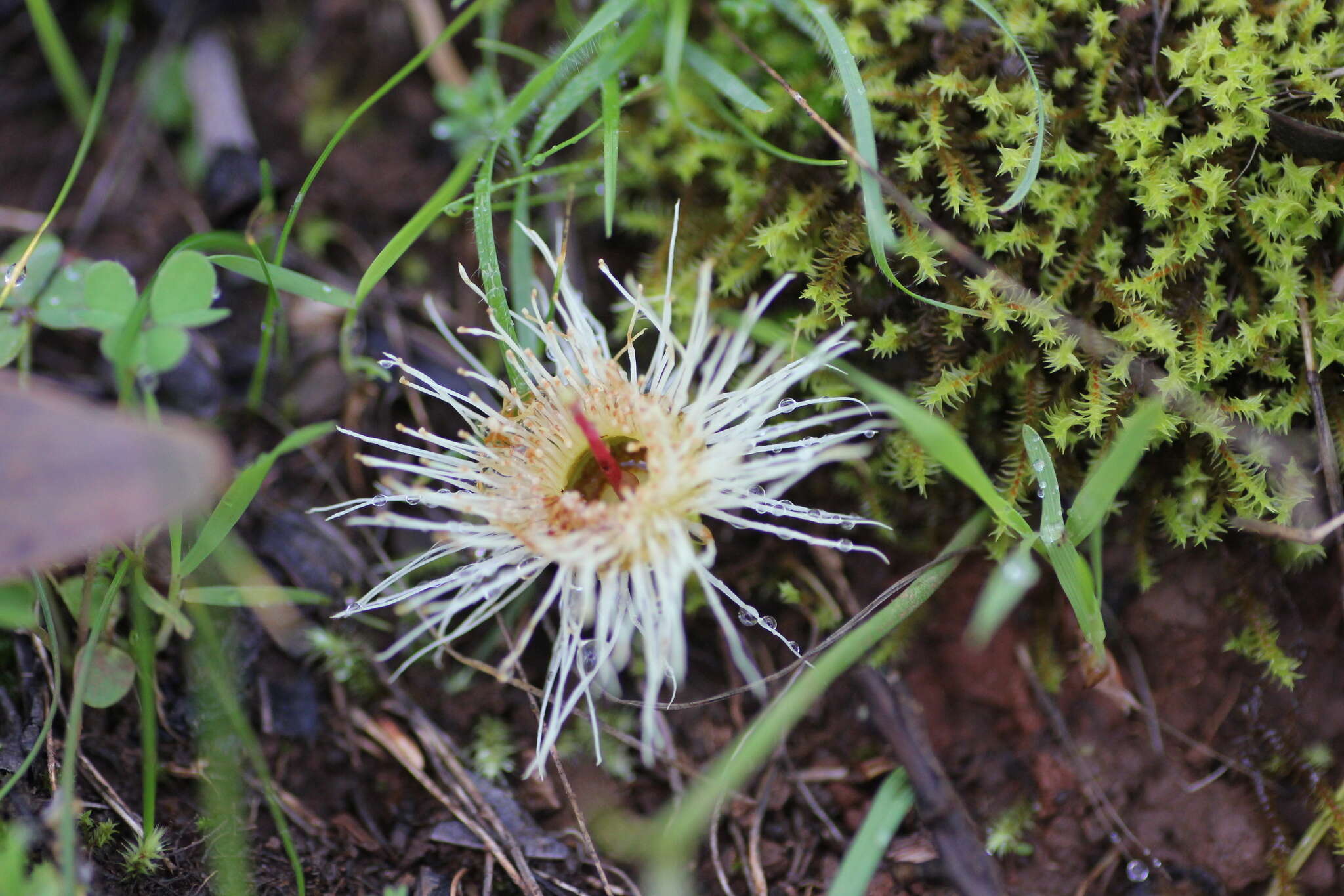 Image de Eucalyptus leucoxylon subsp. leucoxylon