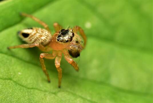 Image of Evarcha flavocincta (C. L. Koch 1846)