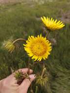 Image of Berkheya speciosa subsp. lanceolata Rössl.