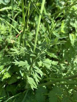 Image of Pimpinella rhodantha Boiss.