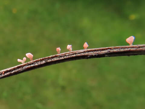 Image of Typhula micans (Pers.) Berthier 1976