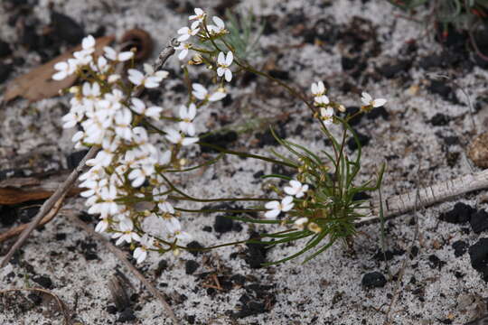 Image of Stylidium rigidulum Sond.