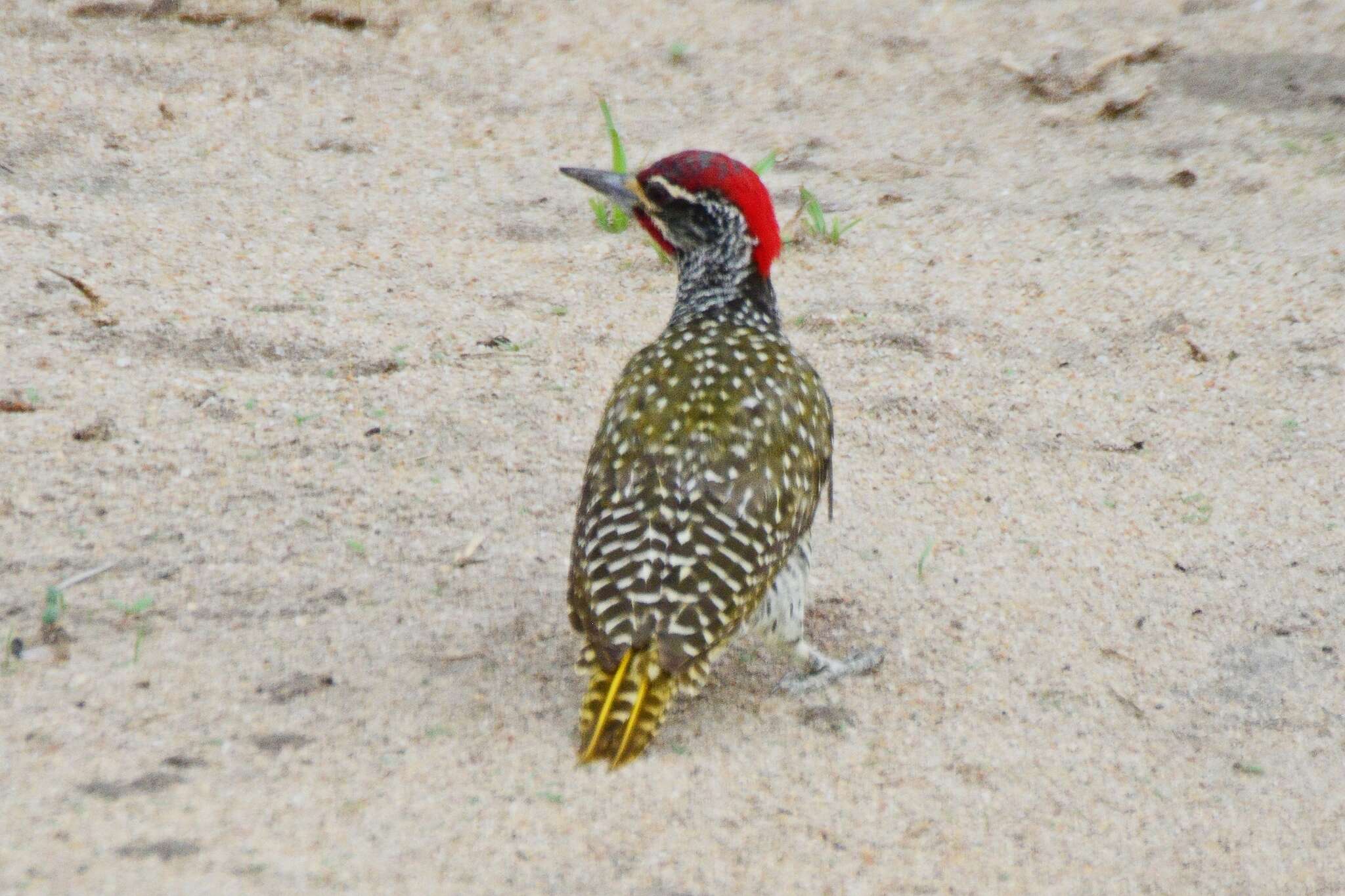 Image of Nubian Woodpecker