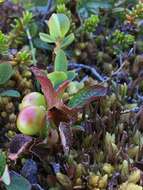 Image de Arctostaphylos alpinus (L.) Sprengel