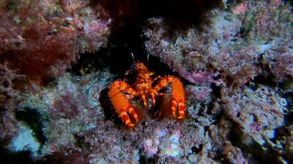 Image of Dwarf Reef Lobster