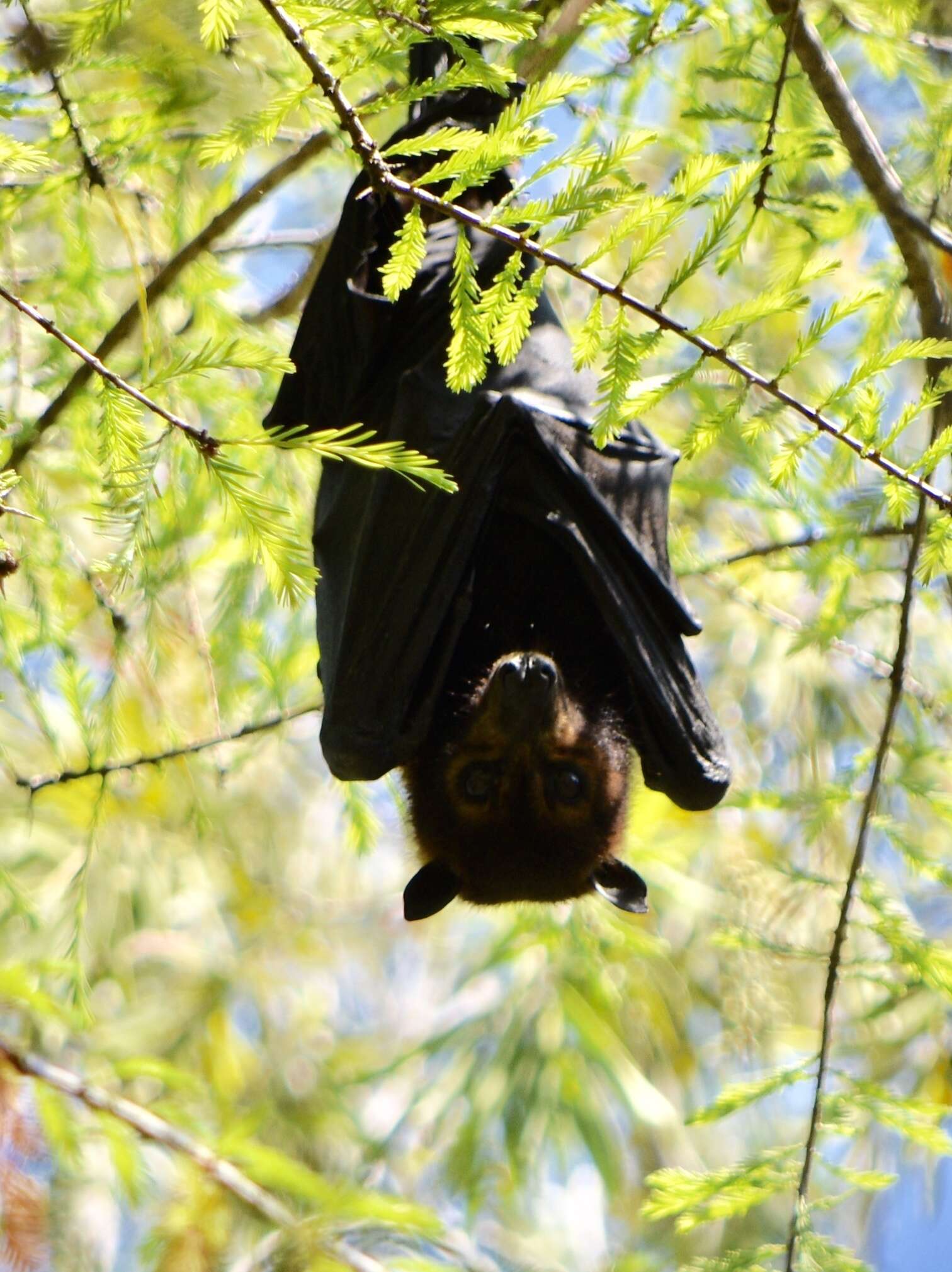 Image of Black Flying Fox