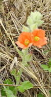 Image of woolly globemallow