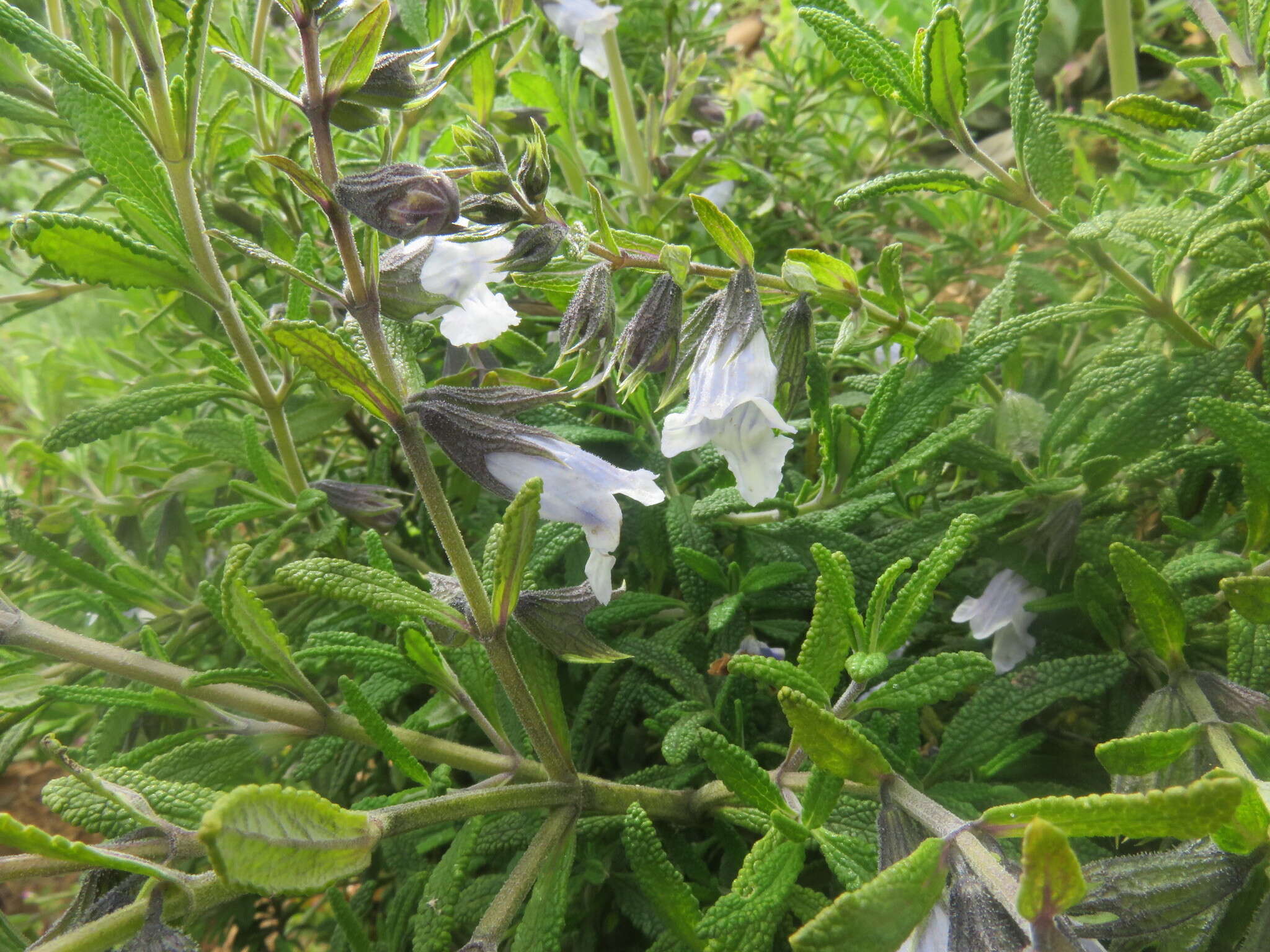 Image of Lepechinia chilensis