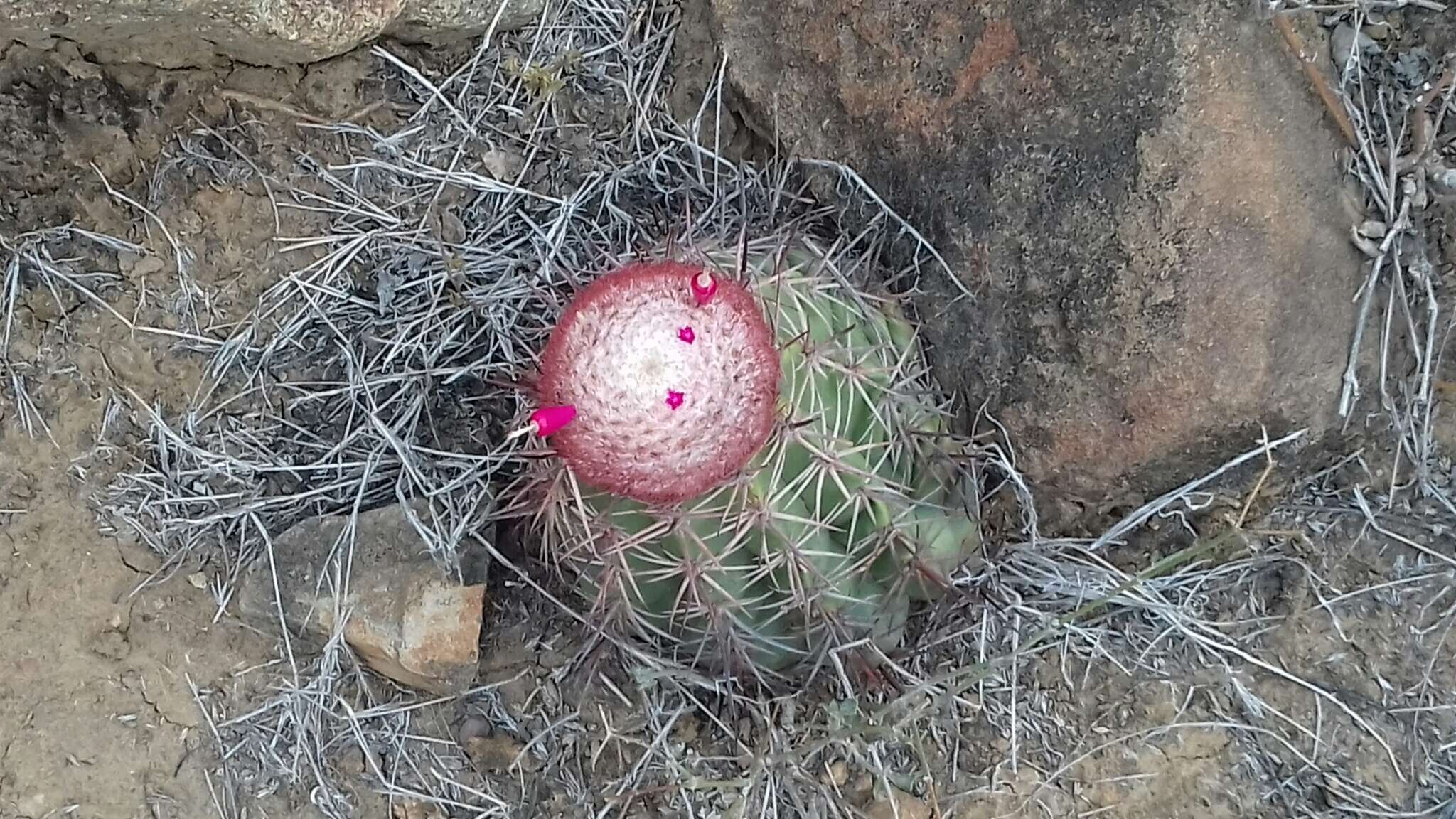 Image of Melocactus peruvianus Vaupel