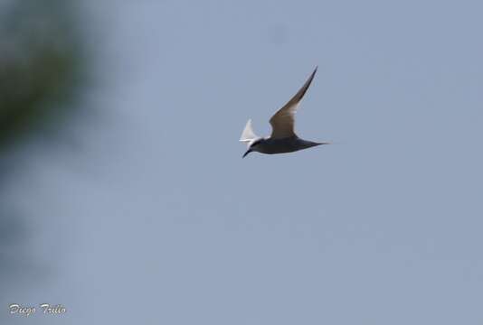 Image of Snowy-crowned Tern