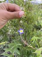 Image de Ipomoea barbatisepala A. Gray