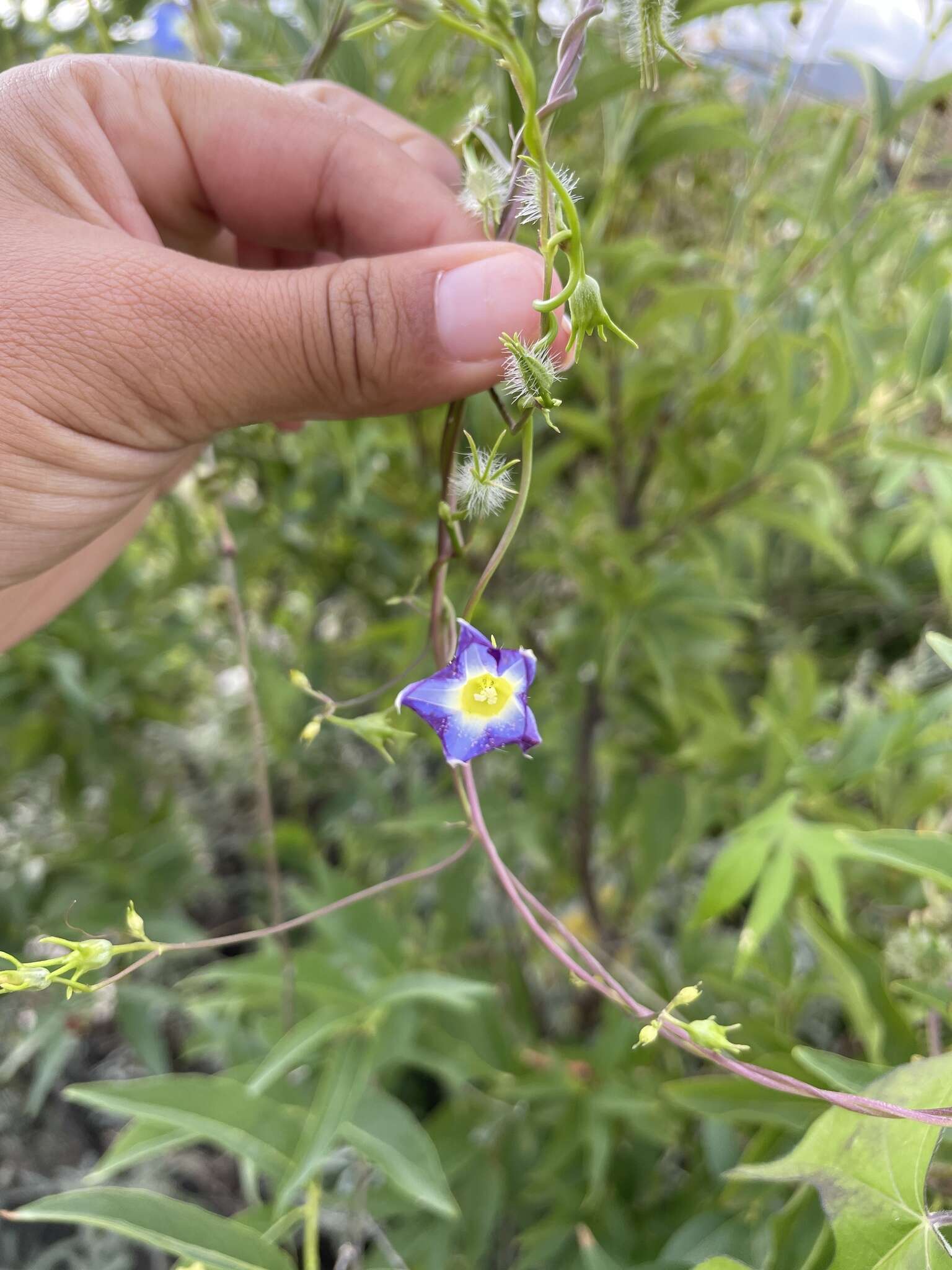 Image de Ipomoea barbatisepala A. Gray