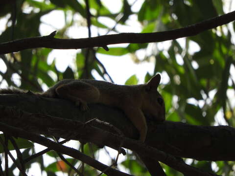 Image of Sciurus subgen. Tenes Thomas 1909