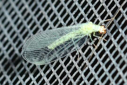 Image of Goldeneyed Lacewing