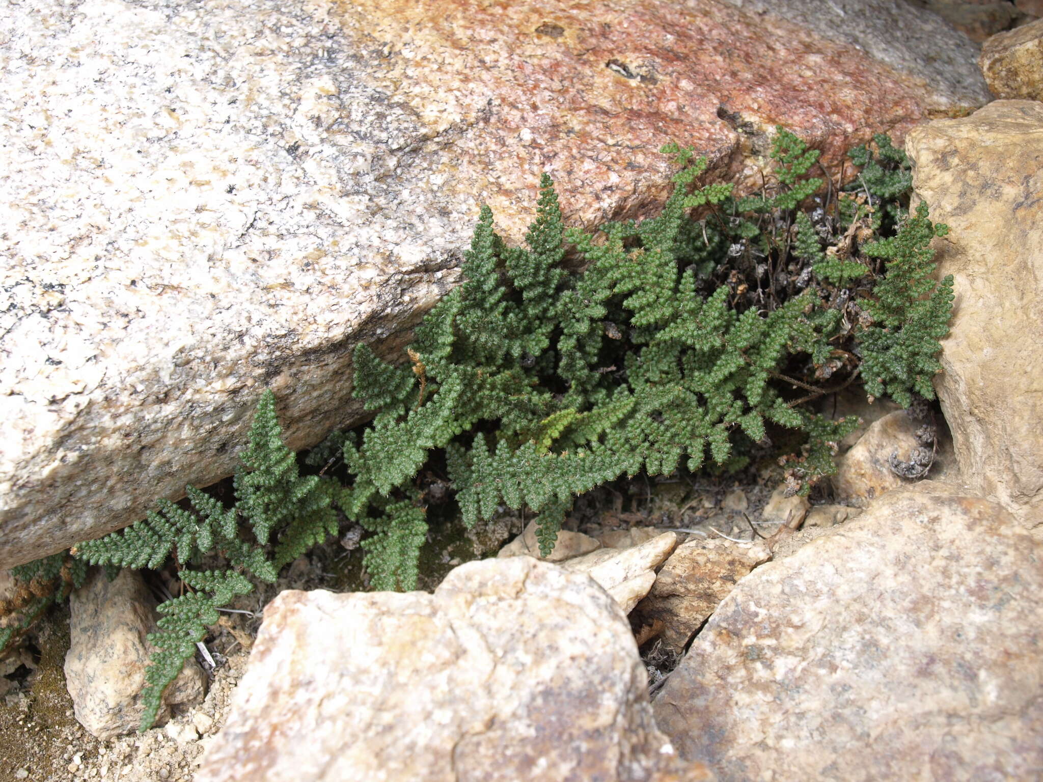 Sivun Myriopteris intertexta (Maxon) Grusz & Windham kuva