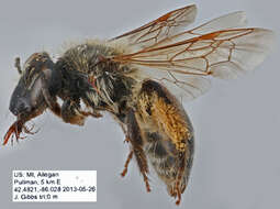 Image of Bradley's Andrena