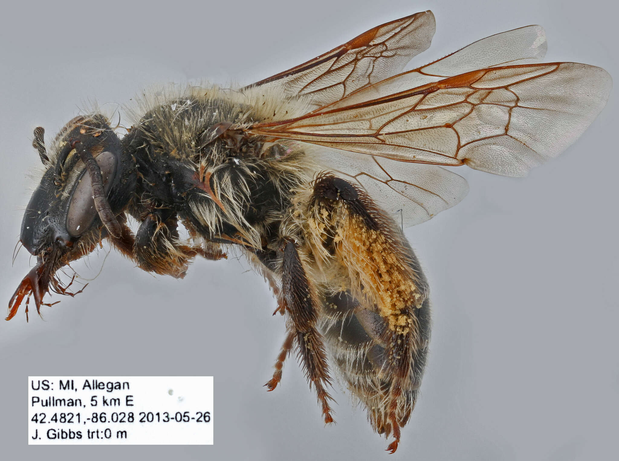 Image of Bradley's Andrena