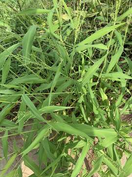 صورة Brachiaria ramosa (L.) Stapf