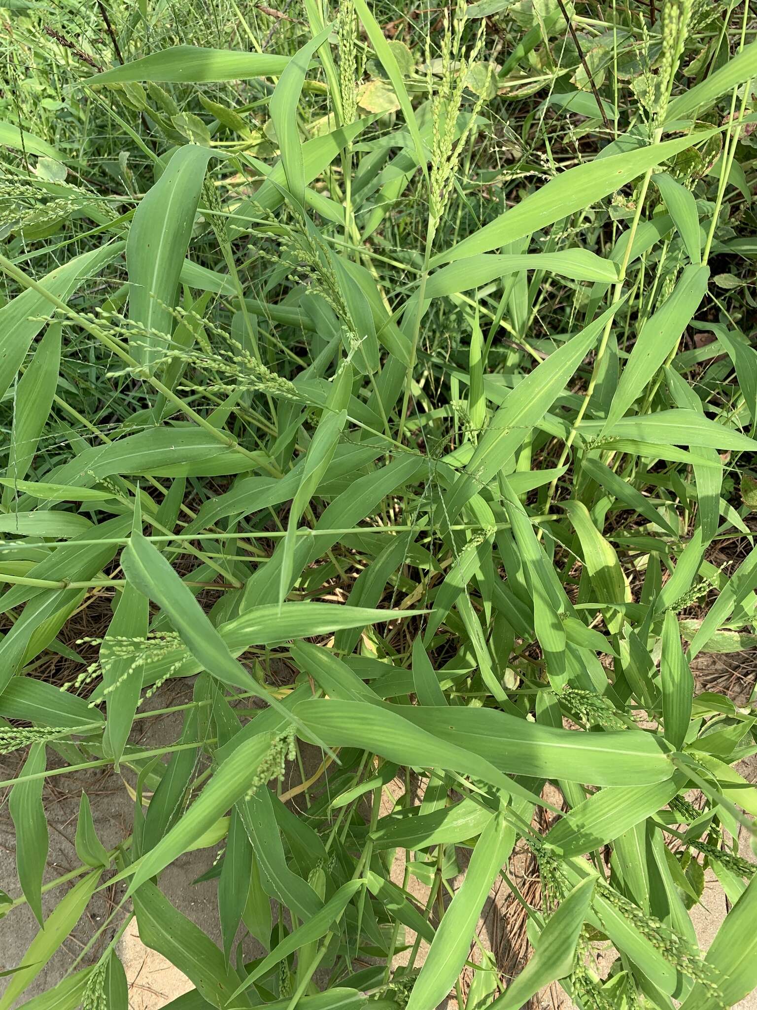 Image of Dixie Liverseed Grass