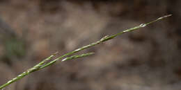 Imagem de Glyceria australis C. E. Hubb.